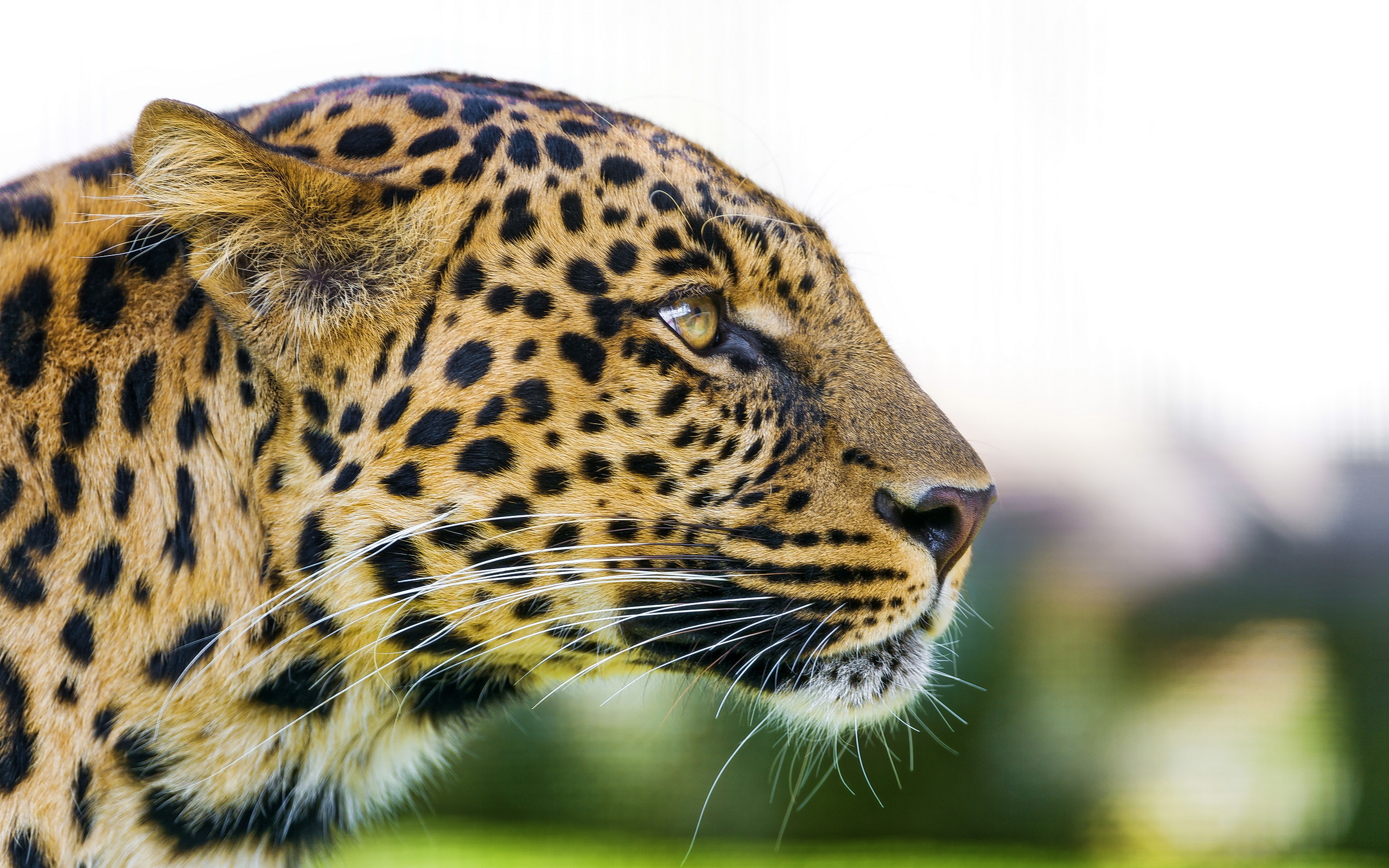 Big Cat Leopard1579918977 - Big Cat Leopard - Leopard, Cat, Big